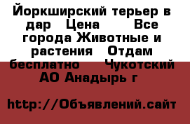 Йоркширский терьер в дар › Цена ­ 1 - Все города Животные и растения » Отдам бесплатно   . Чукотский АО,Анадырь г.